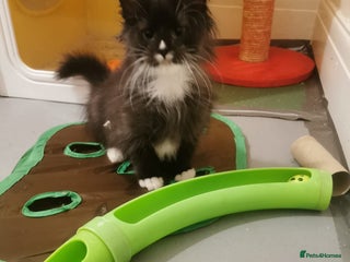Ragdoll cats - Advert 2