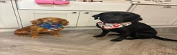 Mixed Breed dogs for sale: Labernese F1 Puppies - Advert 38
