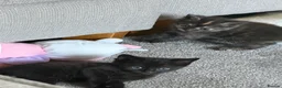 Mixed Breed cats for sale: Kittens for sale - Advert 3