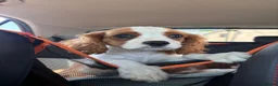 Cavalier King Charles Spaniel dogs for sale: Absolutely beautiful King Charles Cavalier puppies - Advert 10