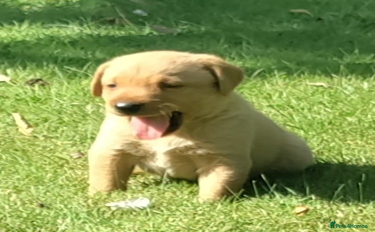Labrador Retriever dogs - Advert 16