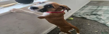 Mixed Breed 4