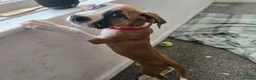 Mixed Breed dogs for sale: Ridgeback/American terrier/ english bulldog mix  in Coventry - Advert 29