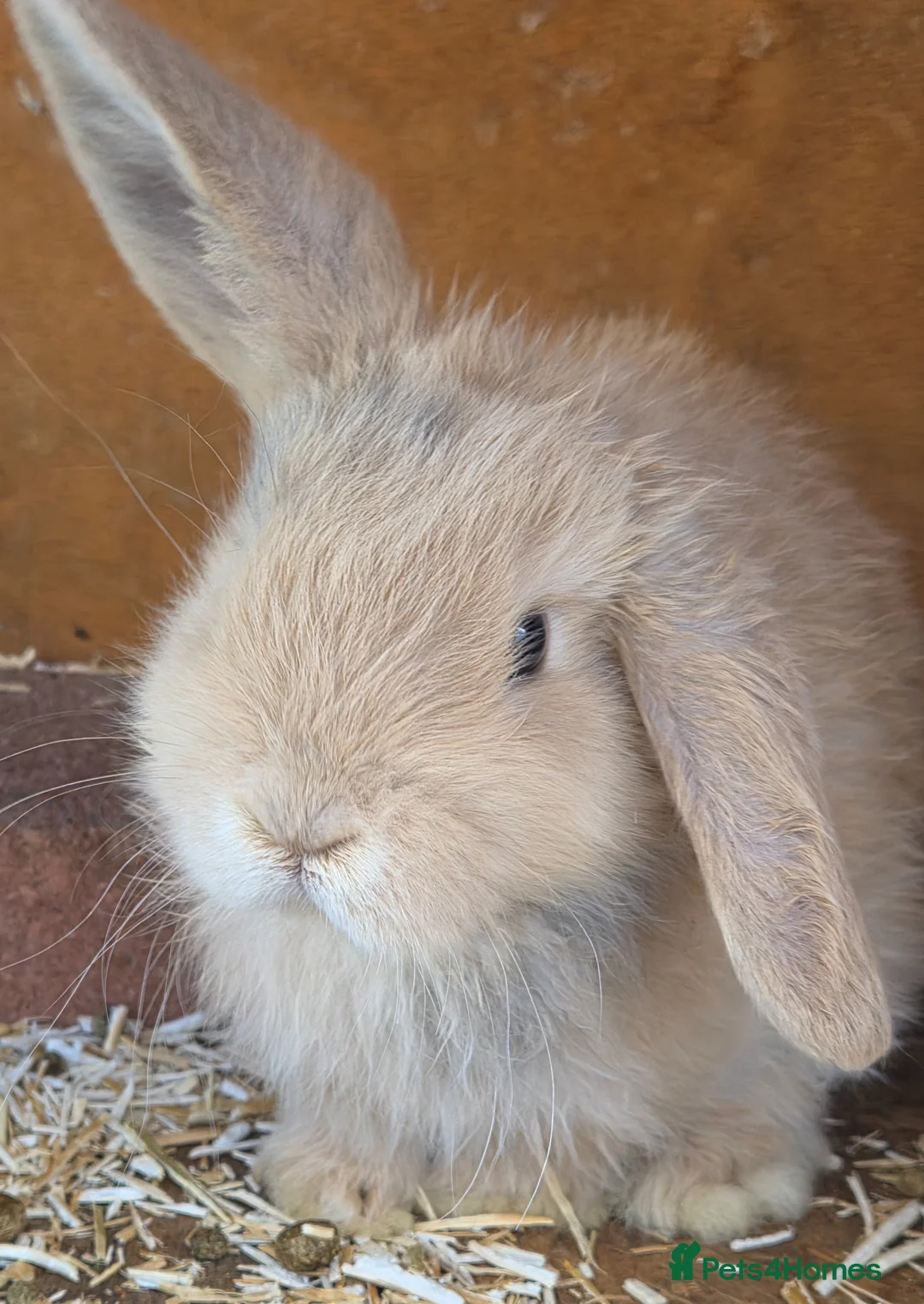 Mini Lop rabbits for sale: Baby mini lop bunny  SOLD  - Advert 2