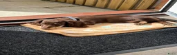 Miniature Dachshund dogs for sale: Miniature long haired chocolate n cream dachshund  - Advert 2