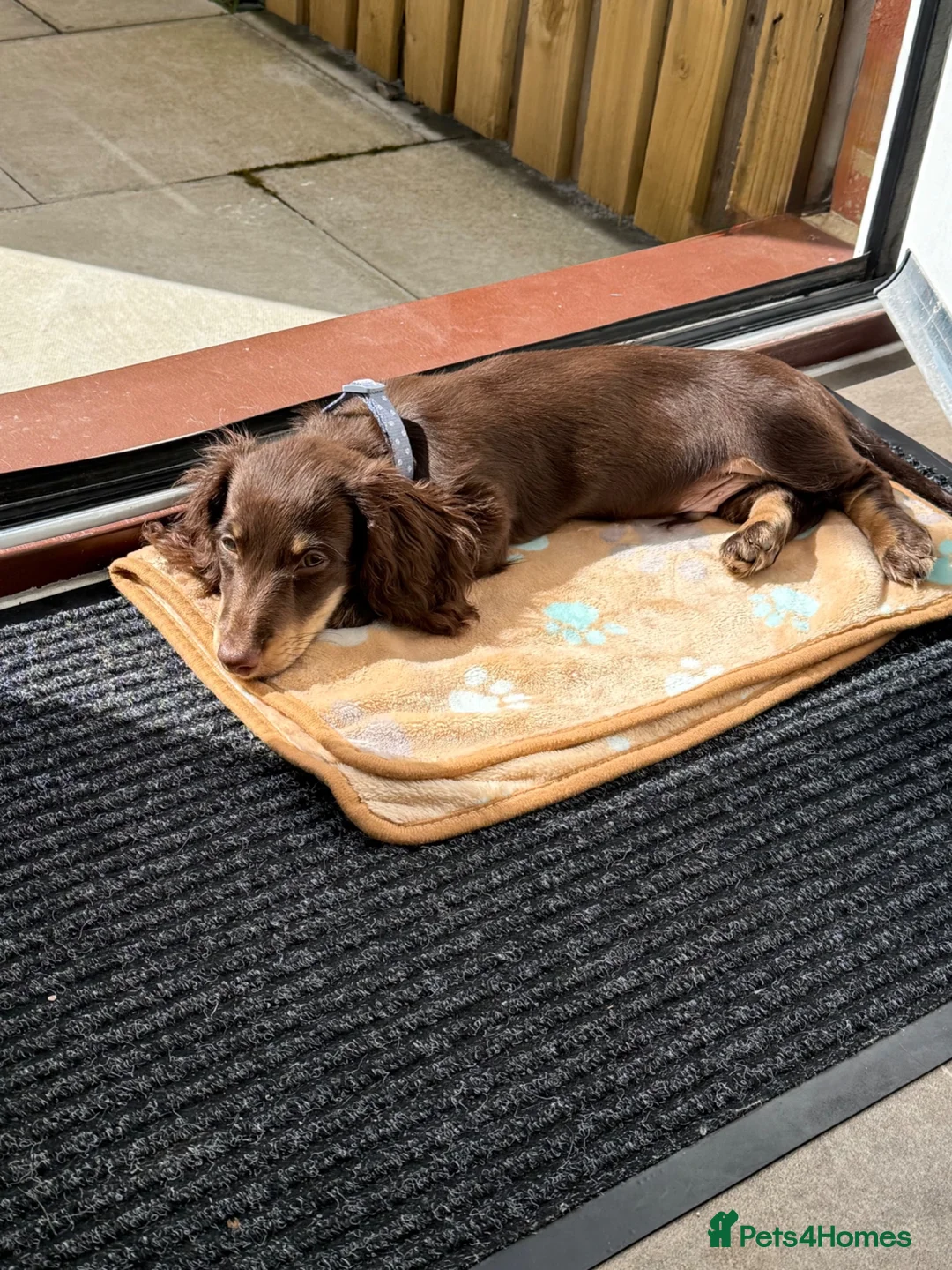 Miniature Dachshund dogs for sale: Miniature long haired chocolate n cream dachshund  - Advert 2