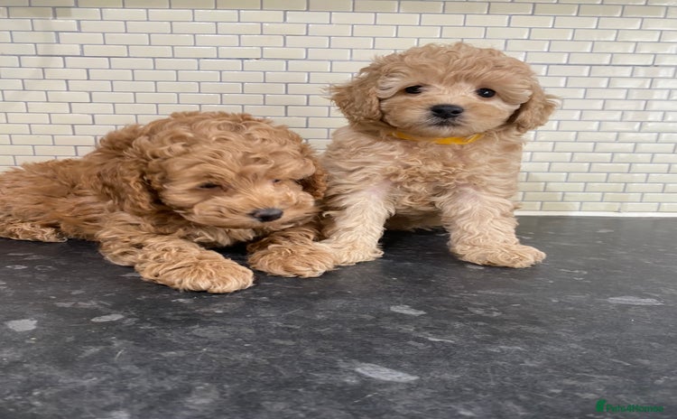 Toy Poodle dogs - Advert 14