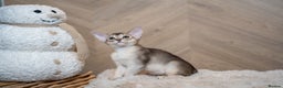 Abyssinian cats for sale: SILVER ABYSSINIAN-Winston-Rare and Exceptional  - Advert 11