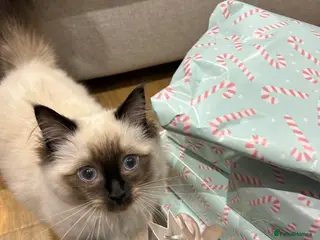 Ragdoll cats Female Ragdoll seal point 7 months old in Leeds - Advert 12