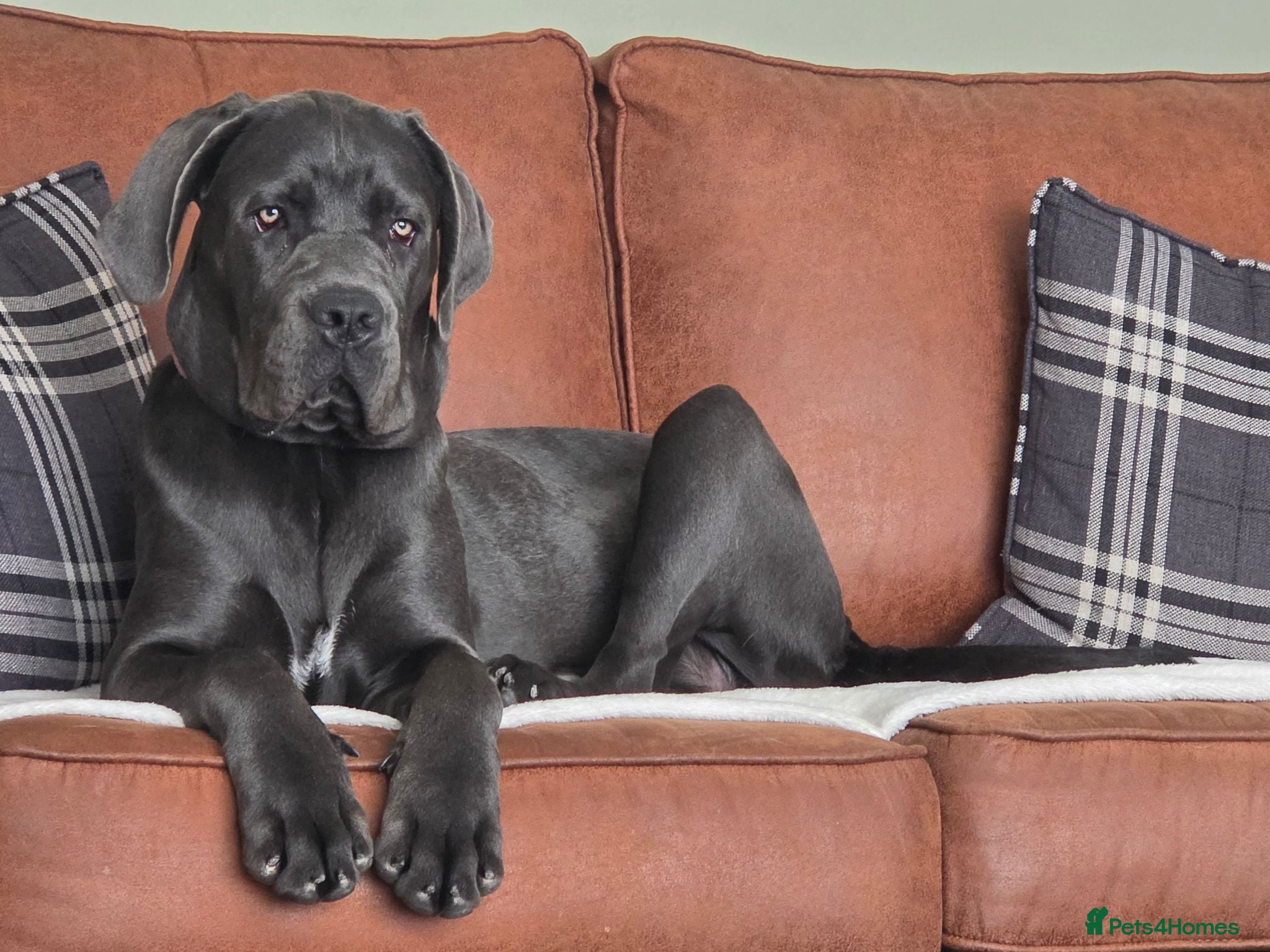 Cane Corso dogs Cane Corso - Advert 2