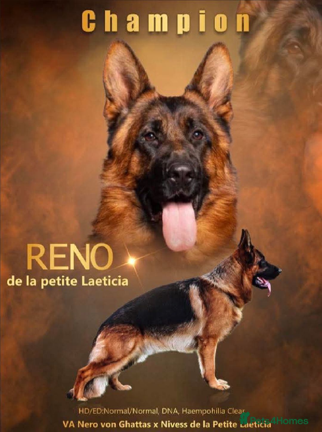 German Shepherd dogs for sale: KC GSD Puppies – Champion Bloodline Pairing - Image 11