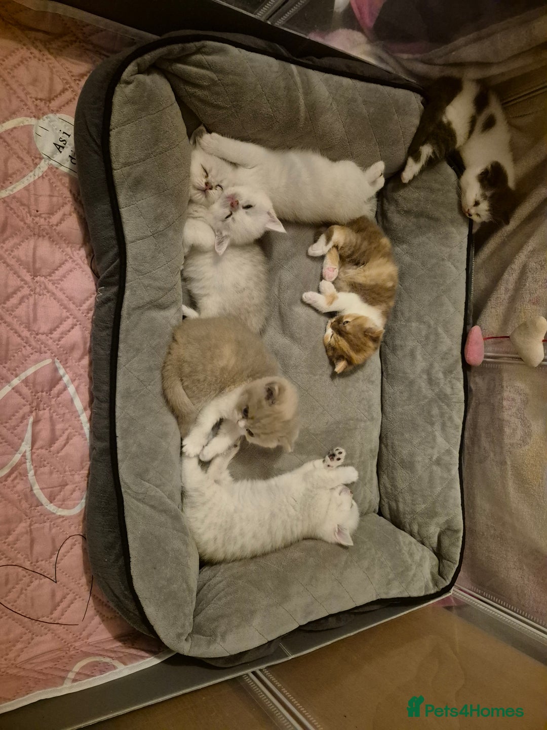 British Shorthair cats for sale: British shorthair - Image 7