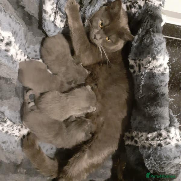 Russian Blue cats Purebred Russian Blue Kittens - Advert 1