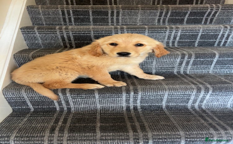Golden Retriever dogs - Advert 5