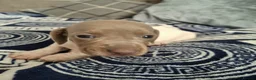 Dachshund dogs for sale: Lovely Litter of 6 Dachshund Puppies  - Advert 27