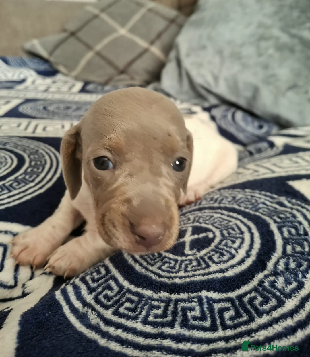 Dachshund dogs for sale: Lovely Litter of 6 Dachshund Puppies  - Advert 27