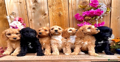 Cockapoo dogs - Advert 4