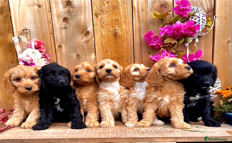 Cockapoo dogs - Advert 3