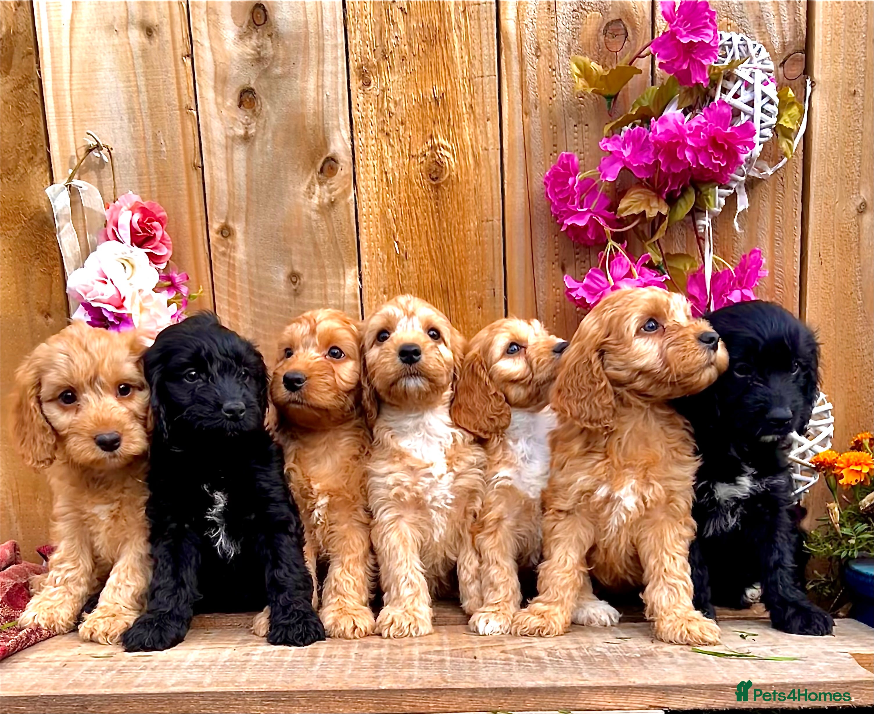 Cross Cocker Spaniel puppies for sale | Pets4Homes