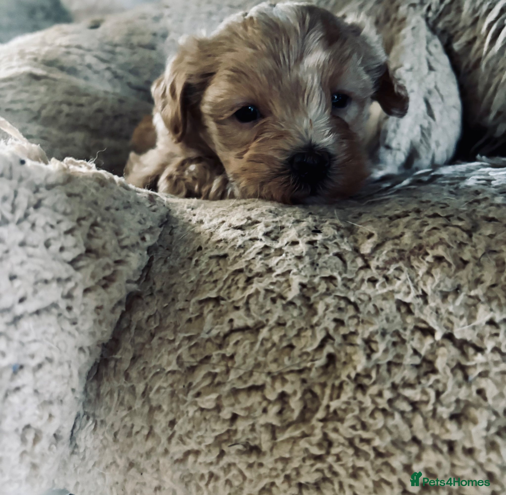 Maltipoo dogs F1 Maltipoo, little superstar 💙 - Advert 6