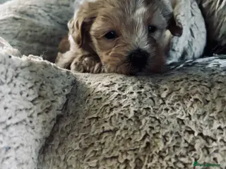 Maltipoo dogs F1 Maltipoo, little superstar 💙 - Advert 6