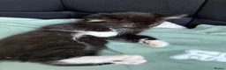 Mixed Breed cats for sale: Beautiful kittens  - Advert 16
