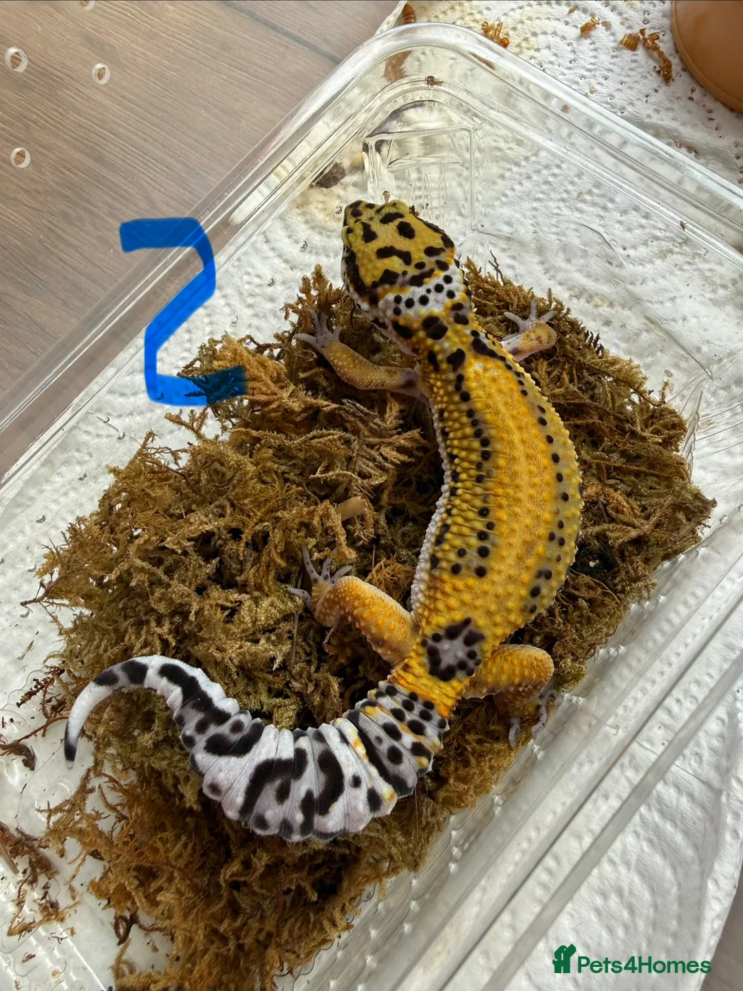 Leopard Gecko reptiles for sale: Leopard geckos  - Advert 2
