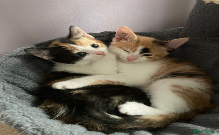 Mixed Breed cats - Advert 5