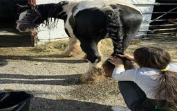 Irish Cob horses for sale: For sale 4 years mare - Image 7