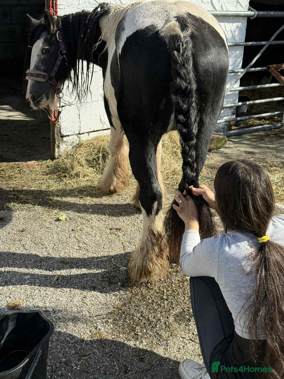 Irish Cob horses for sale: For sale 4 years mare - Image 7