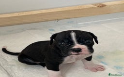 Boxer dogs for sale: Kc Boxer puppy’s bobtail and long licensed breeder - Image 9