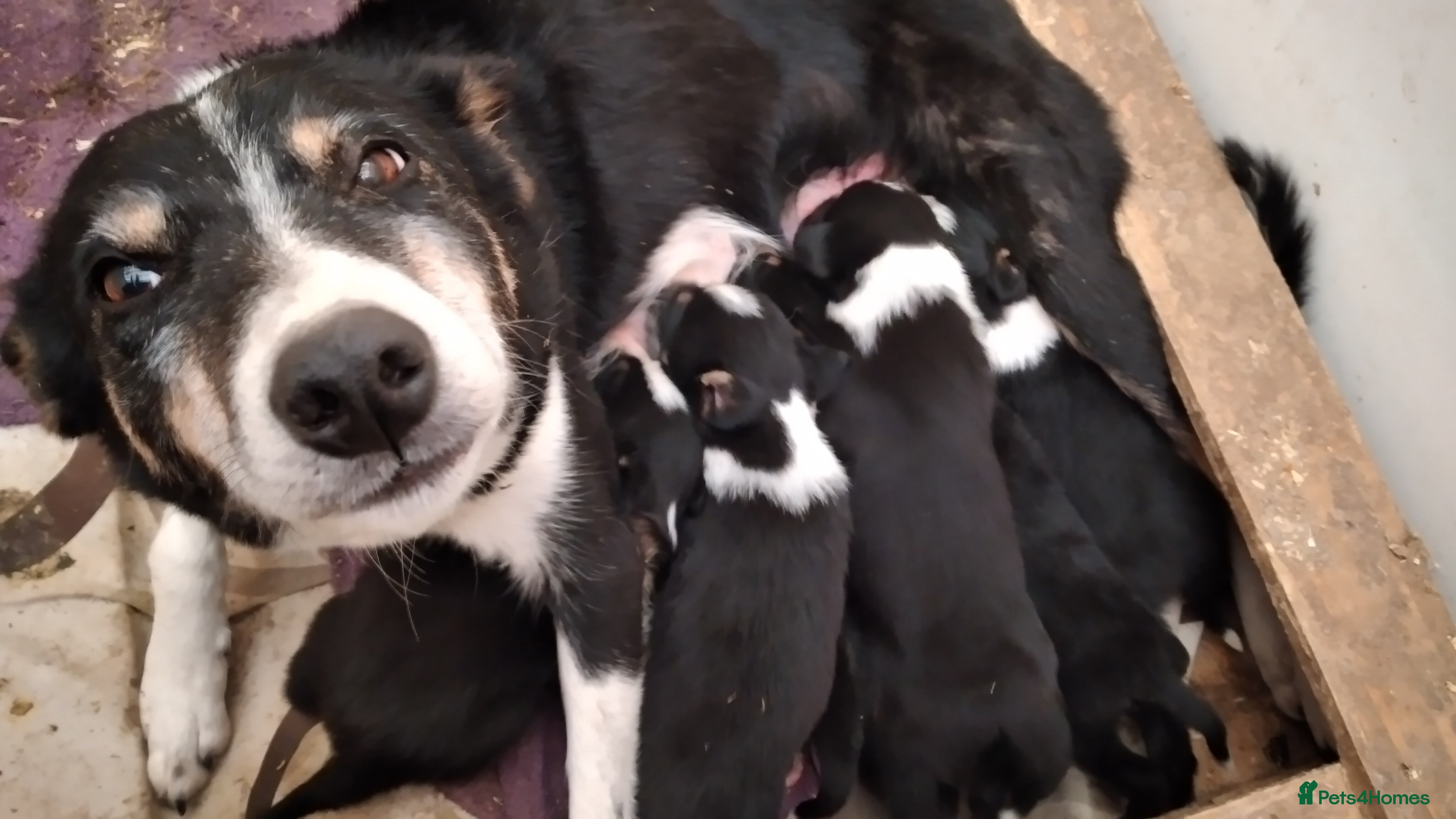 Border Collie dogs Ready*Bundles of Joy*Ready - Advert 2