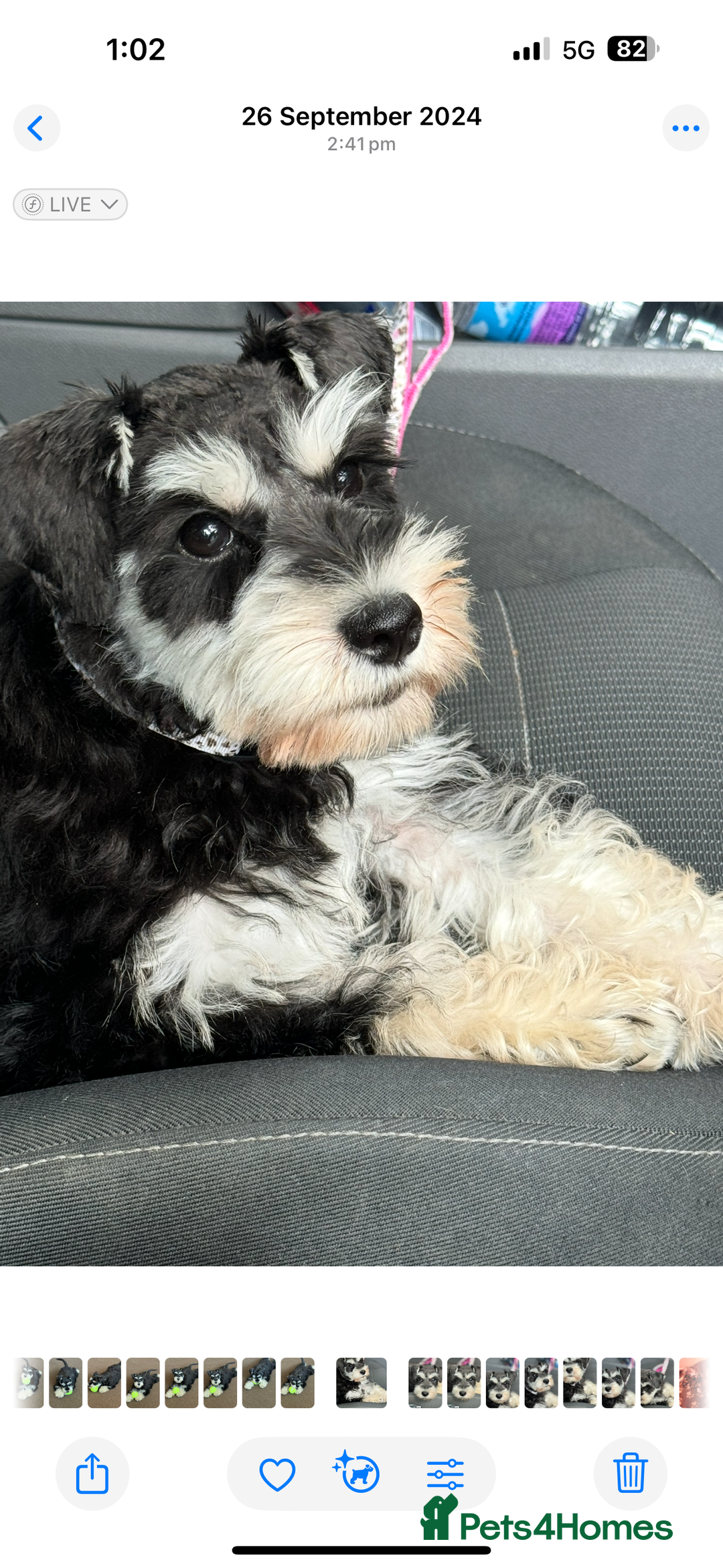 Miniature Schnauzer dogs for sale: Absolutely stunning girl 18months old  - Advert 4