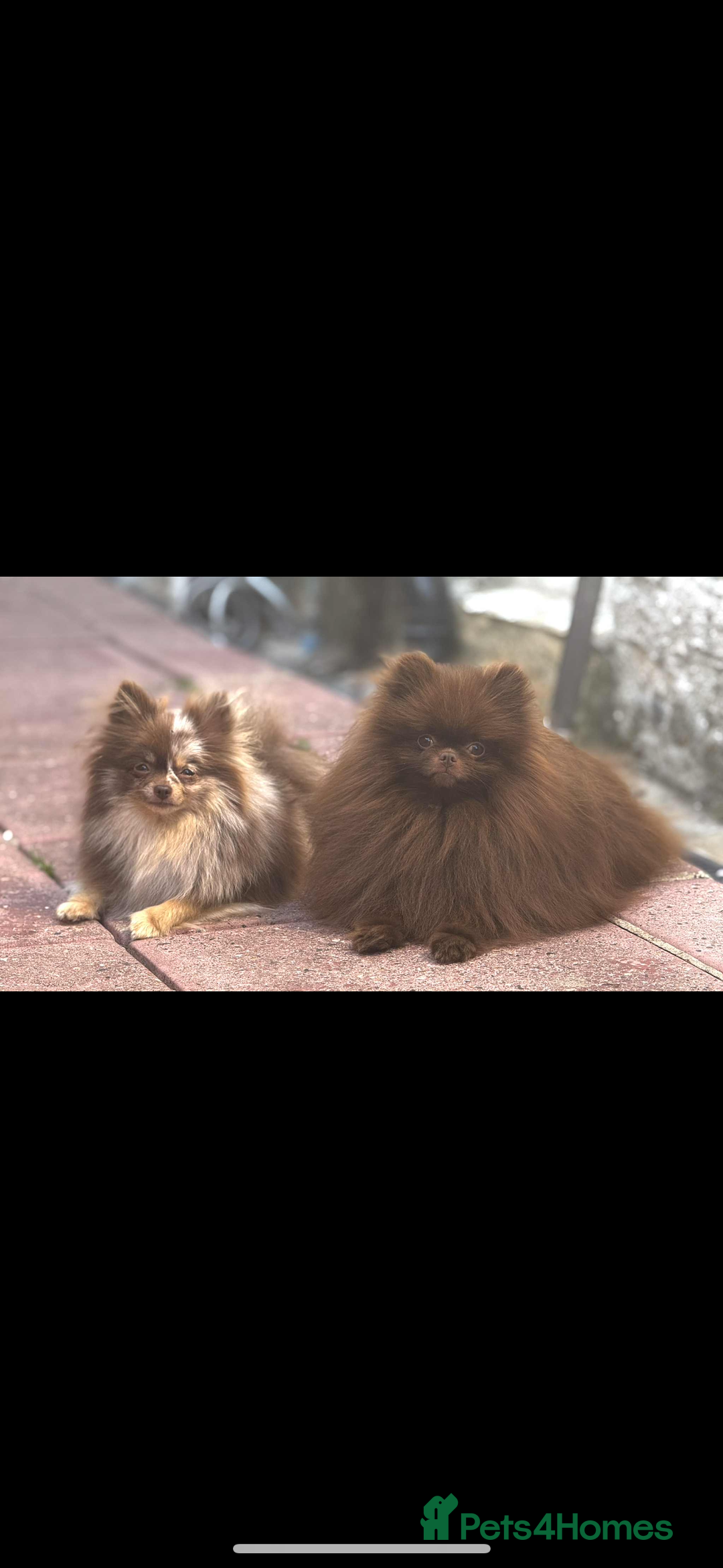 Pomeranian dogs for stud: Amazing Teddy bear chocolate boy for stud 🥰 - Image 14