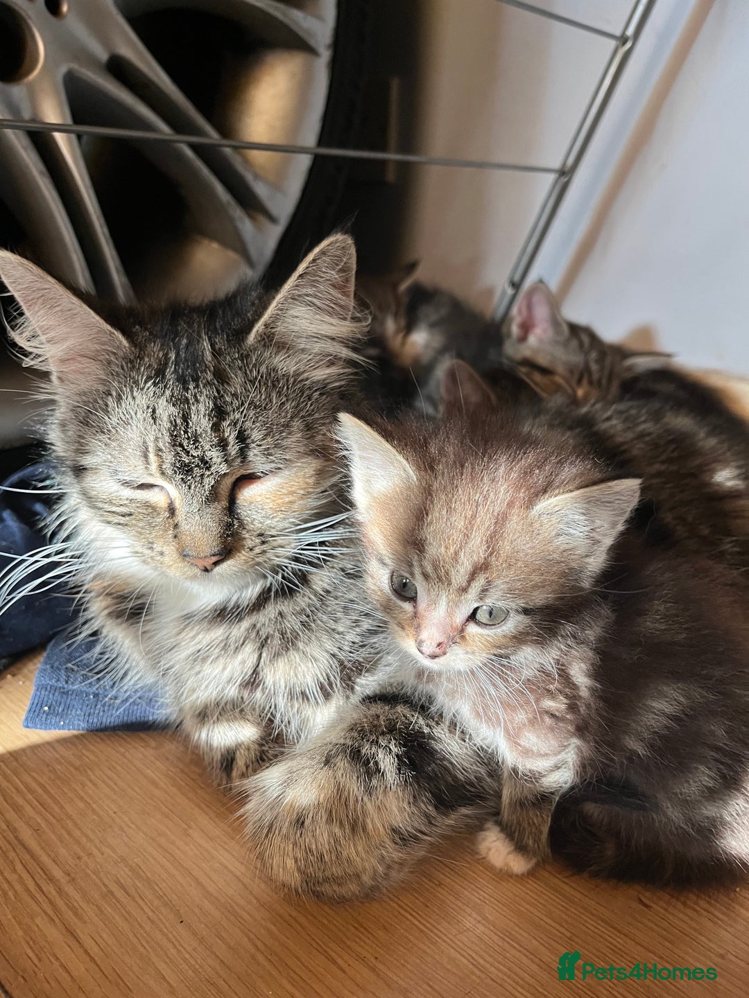 Mixed Breed cats for sale: Adorable kittens  - Image 13