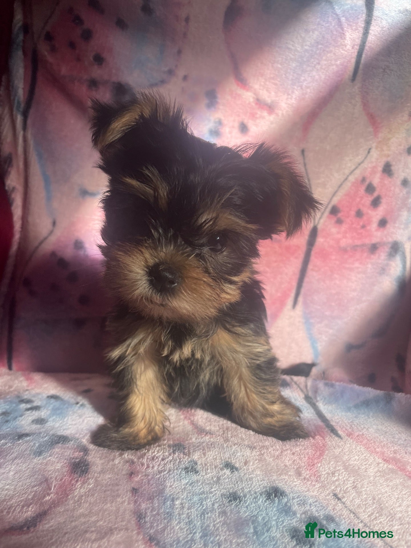 Yorkshire Terrier dogs 4 Beautiful Yorkshire Terrier Puppies  - Advert 3