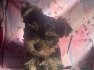 Yorkshire Terrier dogs 4 Beautiful Yorkshire Terrier Puppies - Advert 3