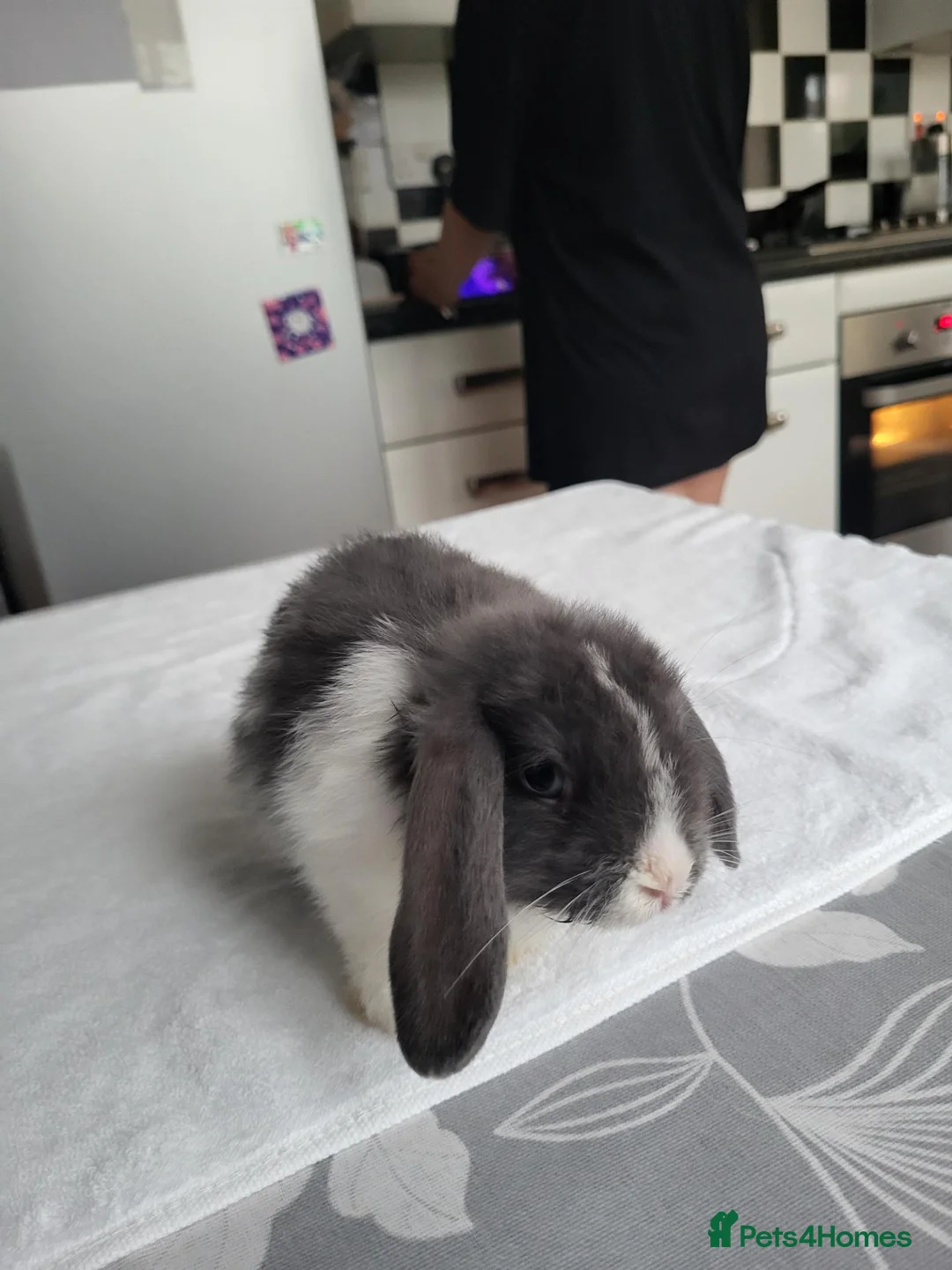 Mini Lop rabbits for sale: Beautiful Mini lop looking good a home - Advert 1