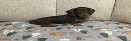 Miniature Dachshund dogs for sale: Mini Daxies true to type - Advert 4