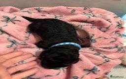 Cockapoo dogs for sale: Cockapoo puppies for sale  - Advert 6