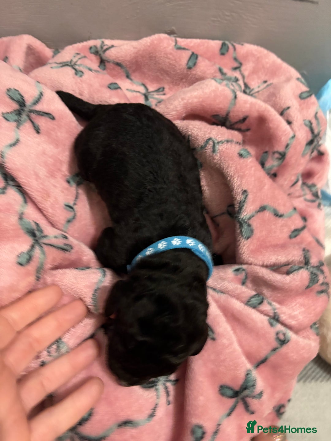 Cockapoo dogs for sale: Cockapoo puppies for sale  - Advert 6