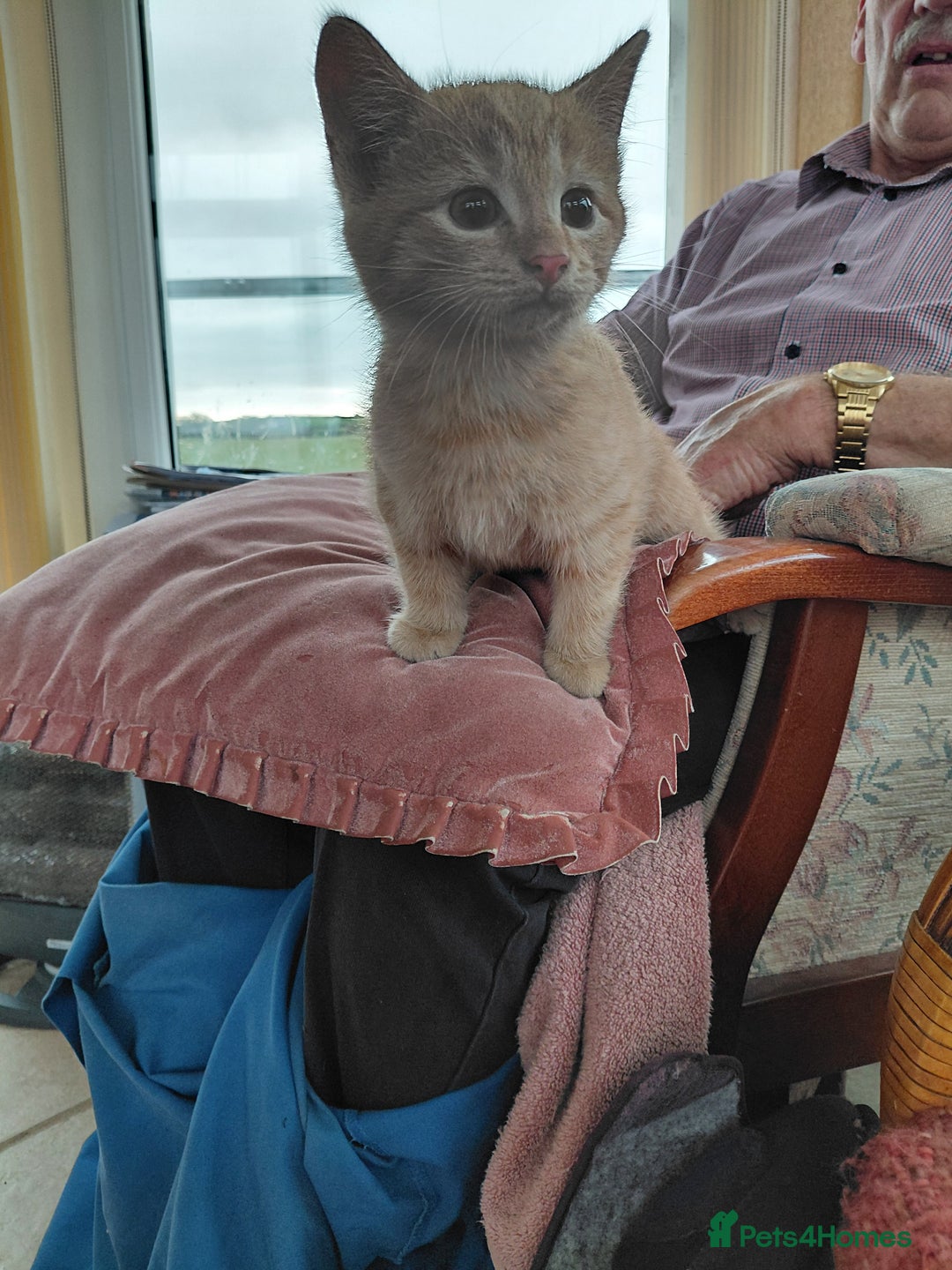 British Shorthair cats for sale: British Short haired kittens - Image 1