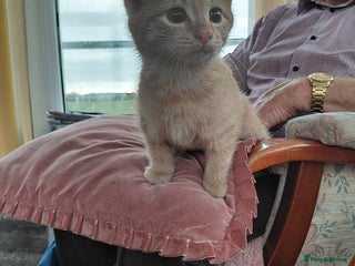 British Shorthair cats - Advert 5