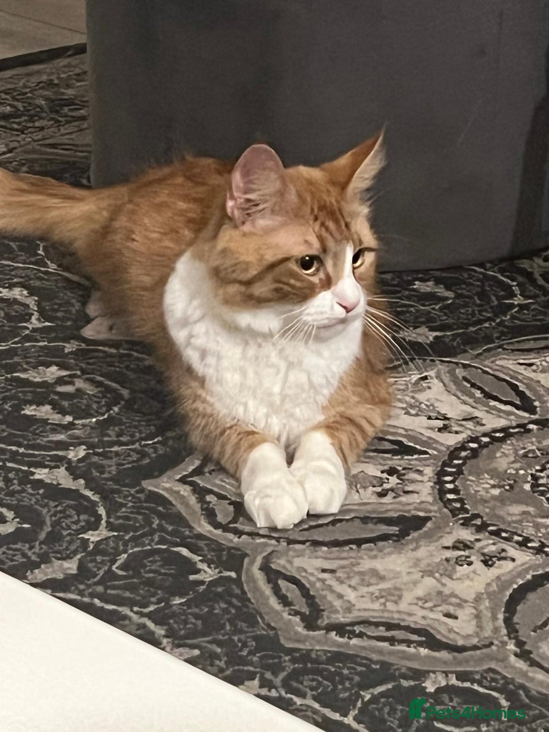 Maine Coon cats for sale: Lovely Maine coon babies  - Image 3