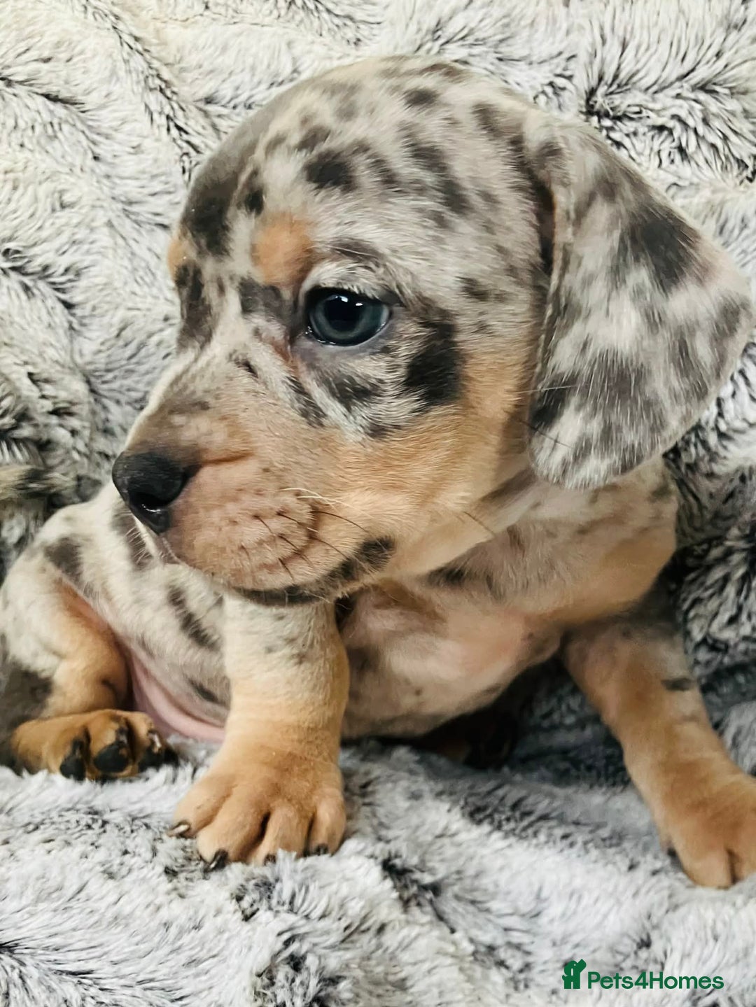 Mixed Breed dogs for sale: Bulldog x Mini Dachshund Puppies - Advert 22