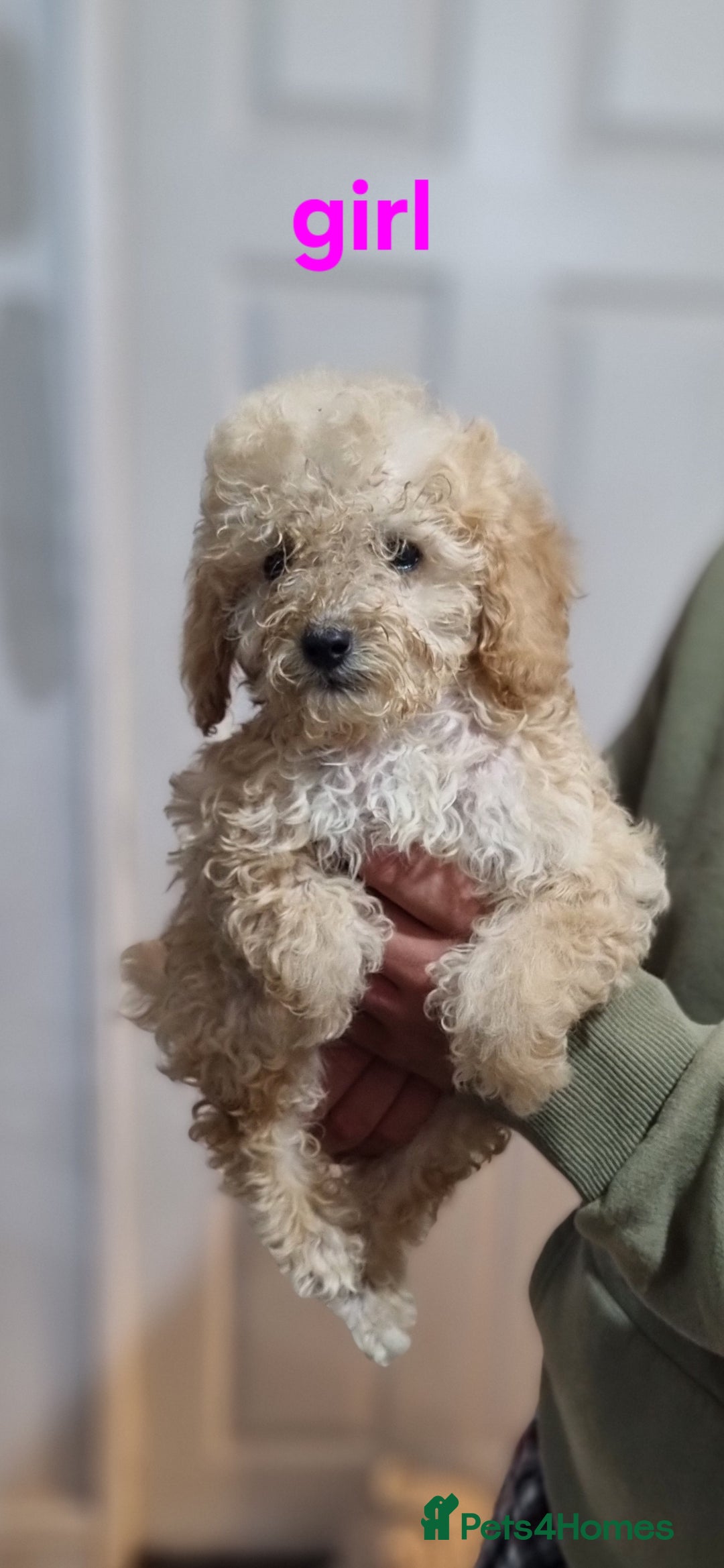 Cockapoo dogs for sale: Cockapoo F1B  - Image 4