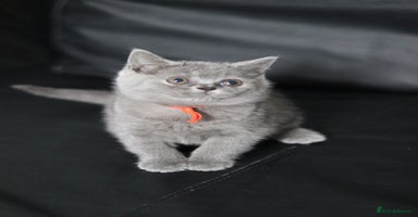 British Shorthair cats - Advert 1
