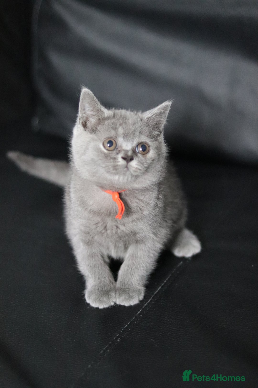 British Shorthair cats for sale: ✨️Outstanding GCCF Grand Chmp Line BSH ❤️ - Image 8