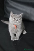 British Shorthair cats - Advert 1