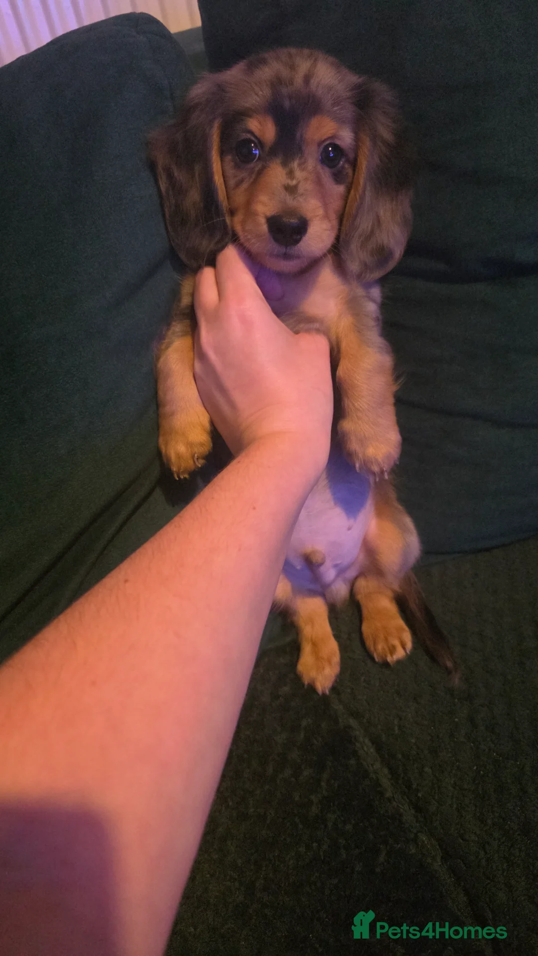 Miniature Dachshund dogs for sale: Miniature Dachshund longhaired puppy - Advert 8